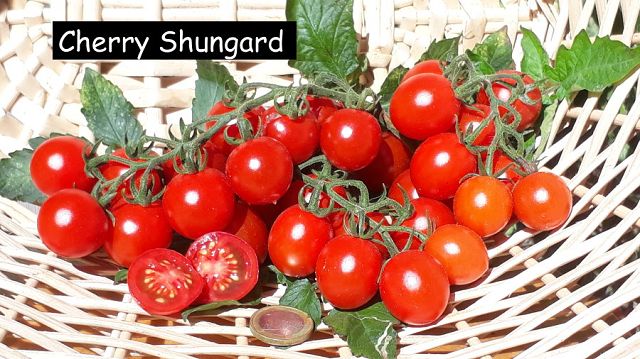 Cherry Shungard