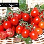 Cherry Shungard