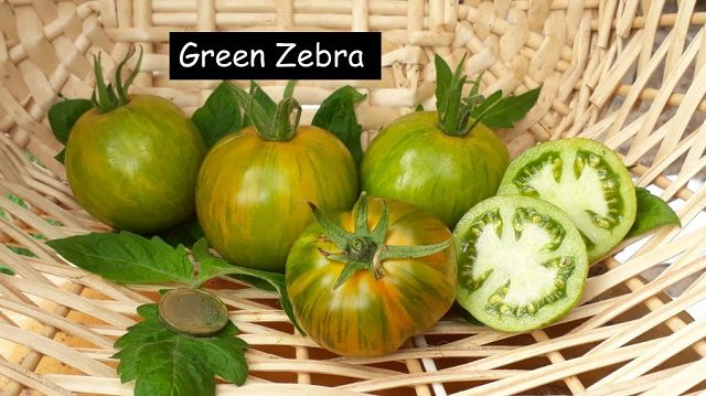 Green Zebra