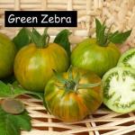 Green Zebra