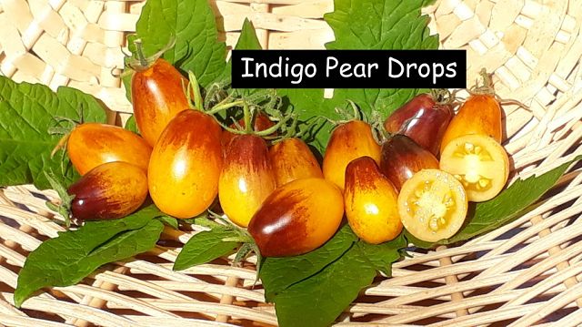 Indigo Pear Drops