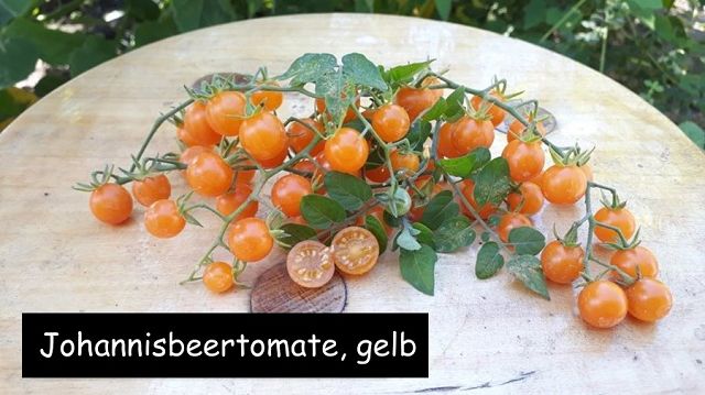 Johannisbeertomate gelb