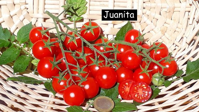 Juanita