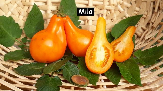 Mila (Glühbirne)