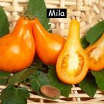 Mila (Glühbirne)