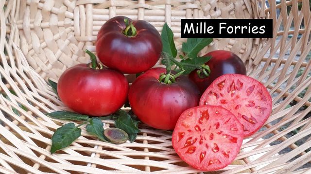 Mlle Forries