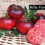 Mlle Forries