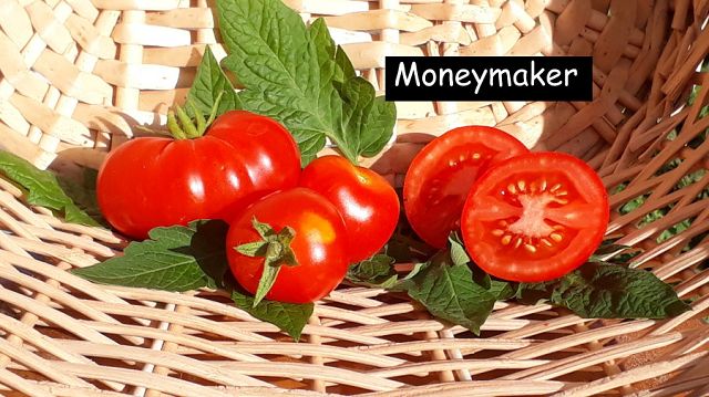 Moneymaker
