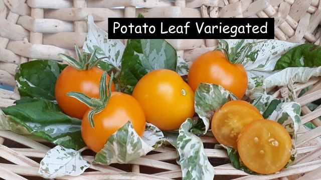 Potato Leaf Variegated