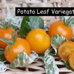Potato Leaf Variegated