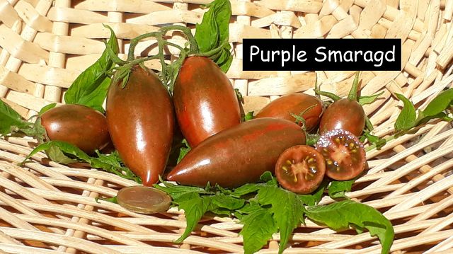 Purple Smaragd