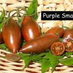 Purple Smaragd