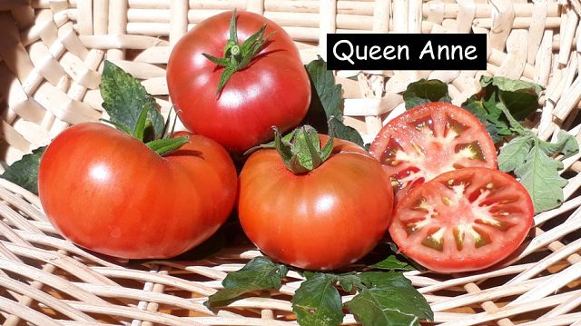 Queen Anne