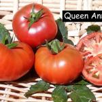 Queen Anne