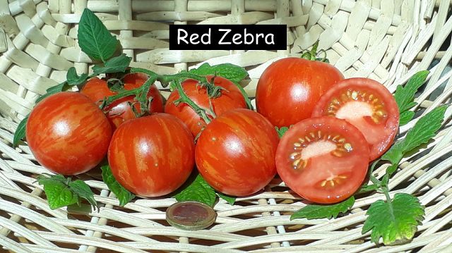 Red Zebra