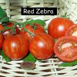 Red Zebra