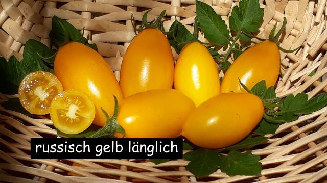 russisch gelb länglich