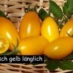 russisch gelb länglich