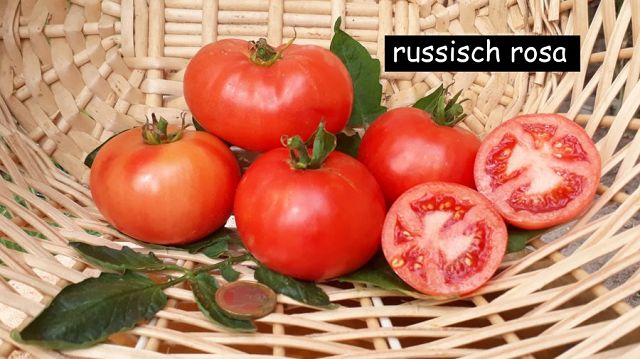 Russisch Rosa