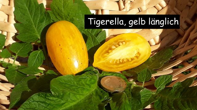 Tigerella gelb länglich