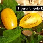 Tigerella gelb länglich