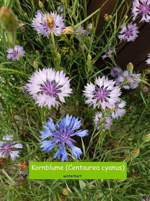 Kornblume (Centaurea cyanus)
