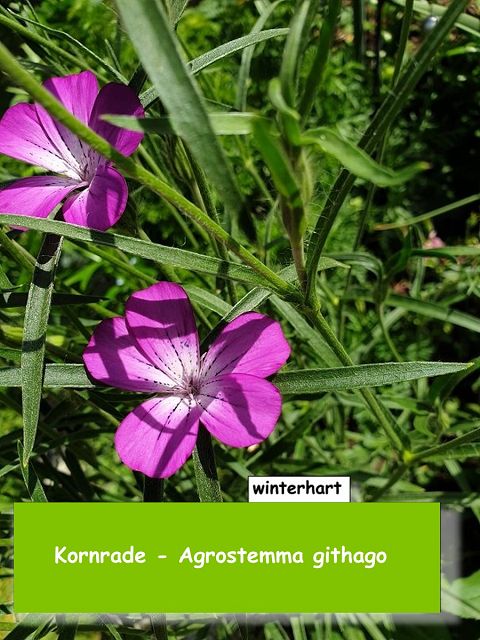 Kornrade (Agrostemma githago)
