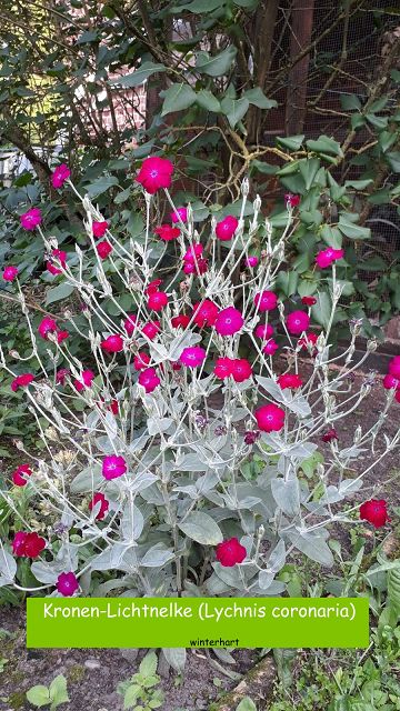 Kronen-Lichtnelke (Lychnis coronaria)