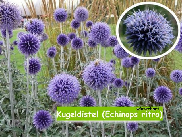 Kugeldistel (Echinops ritro)