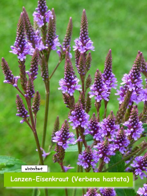 Lanzen-Eisenkraut (Verbena hastata)