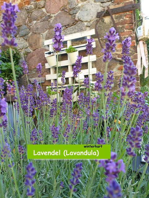 Lavendel (Lavandula)