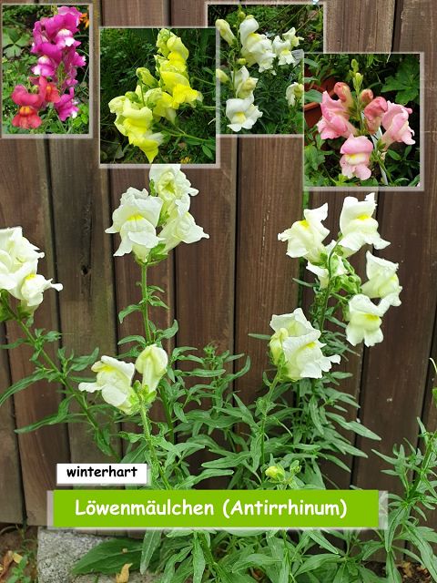 Löwenmäulchen (Antirrhinum)