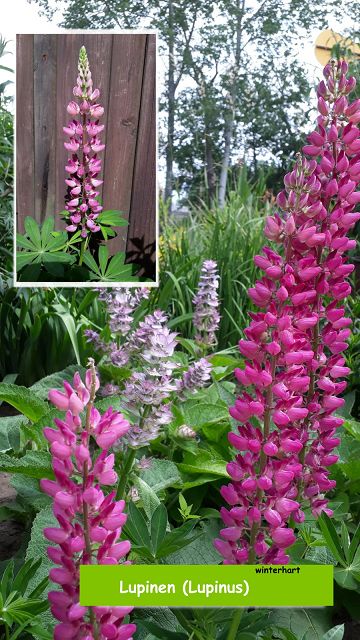 Lupinen (Lupinus)