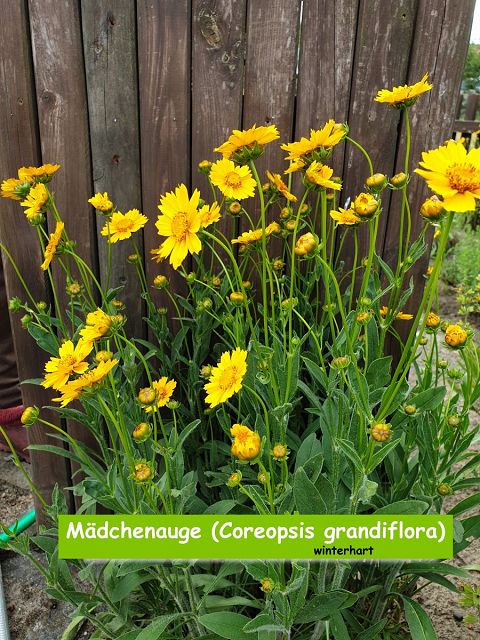 Mädchenauge (Coreopsis grandiflora)