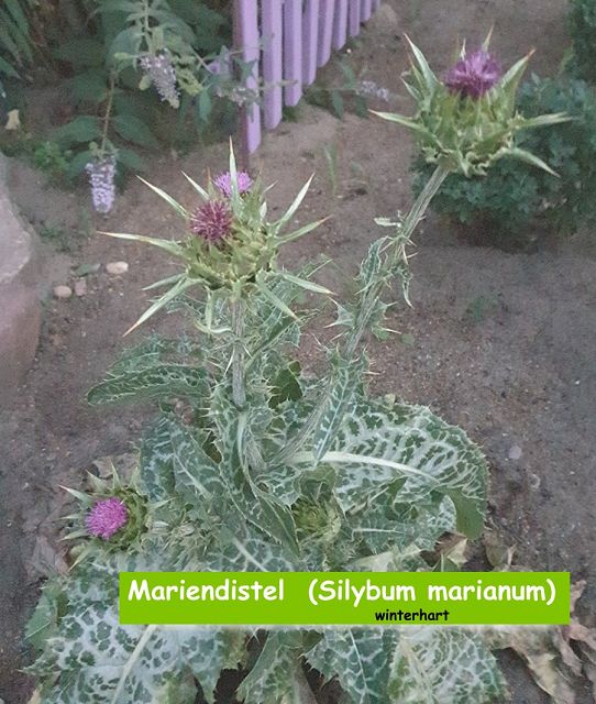Mariendistel  (Silybum marianum)