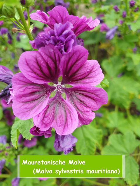 Mauretanische Malve  (Malva sylvestris mauritiana)