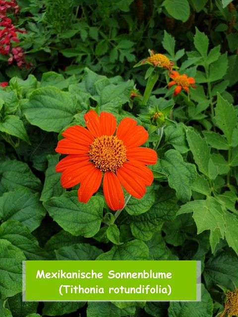 Mexikanische Sonnenblume (Tithonia rotundifolia)