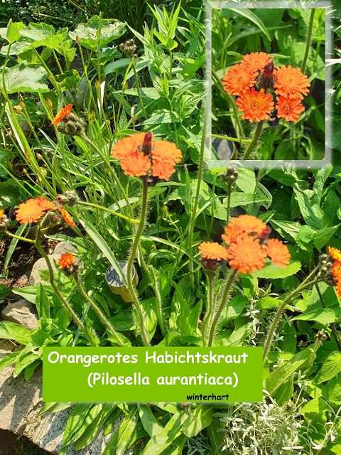 Orangerotes Habichtskraut  (Pilosella aurantiaca)