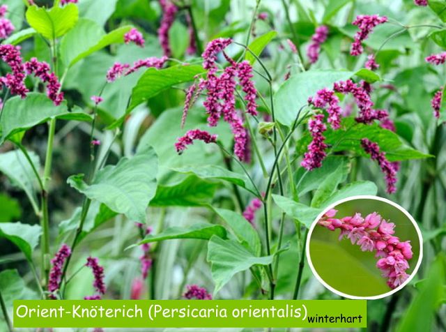 Orient-Knöterich (Persicaria orientalis)