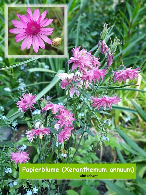 Papierblume (Xeranthemum annuum)