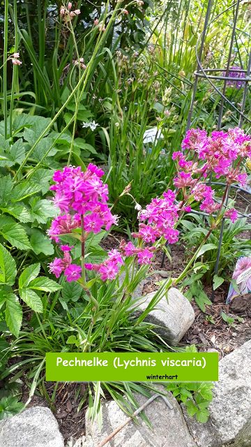 Pechnelke (Lychnis viscaria)