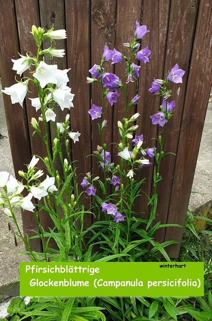 Pfirsichblättrige Glockenblume (Campanula persicifolia)