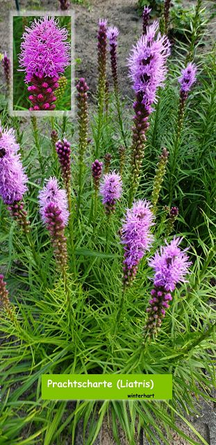 Prachtscharte (Liatris)