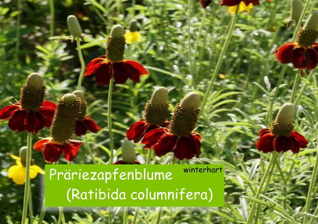 Präriezapfenblume (Ratibida columnifera)