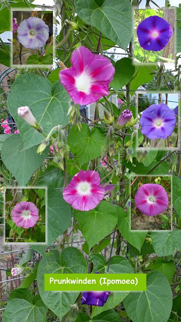 Prunkwinden (Ipomoea)