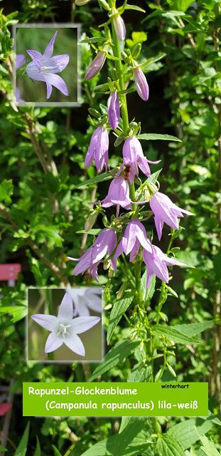 Rapunzel-Glockenblume (Campanula rapunculus) lila-weiß