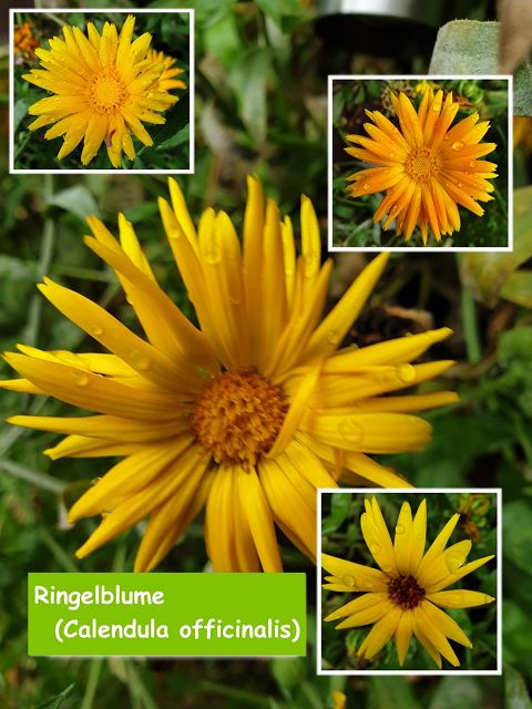 Ringelblume (Calendula officinalis)