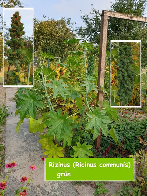 Rizinus (Ricinus communis)