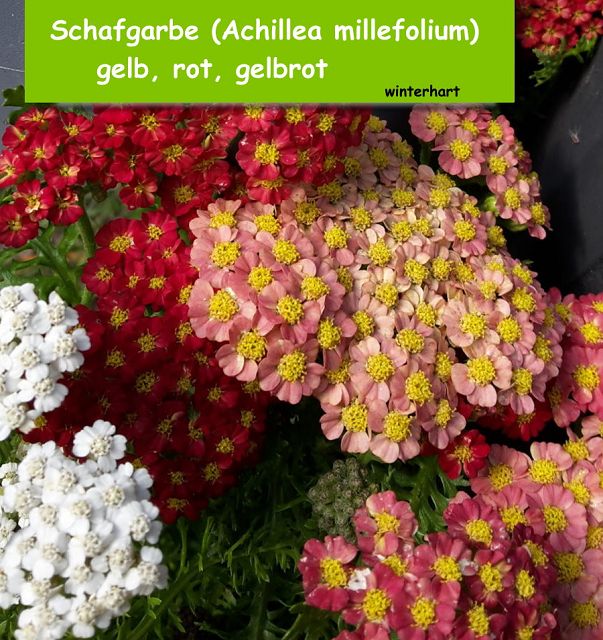 Schafgarbe Achillea millefolium) 'gelb, rot, gelbrot