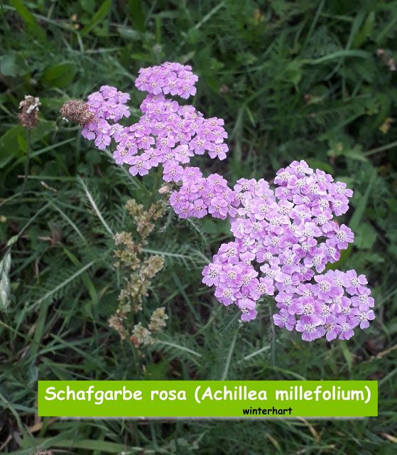 Schafgarbe rosa (Achillea millefolium)
